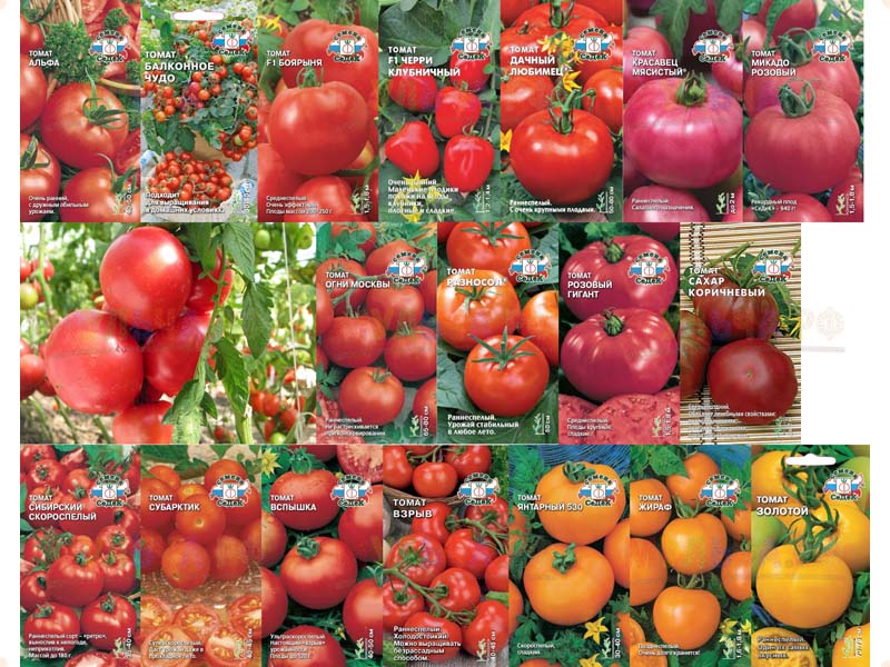 Дешев семена томатов посадка айвы семенами